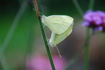 Butterflies