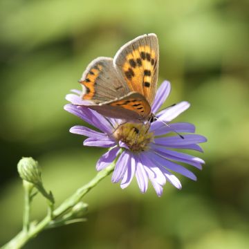 insekten1